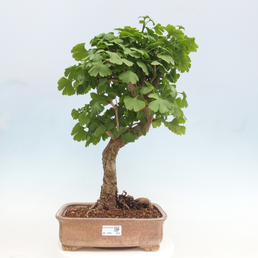 Bonsai da esterno - Ginkgo biloba - Ginkgo biloba