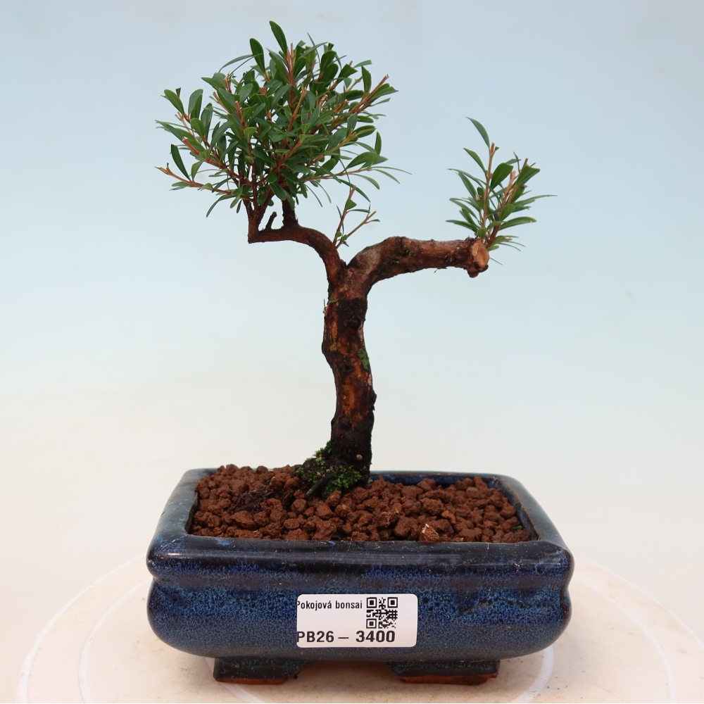 Camera bonsai - Syzygium - Pimento