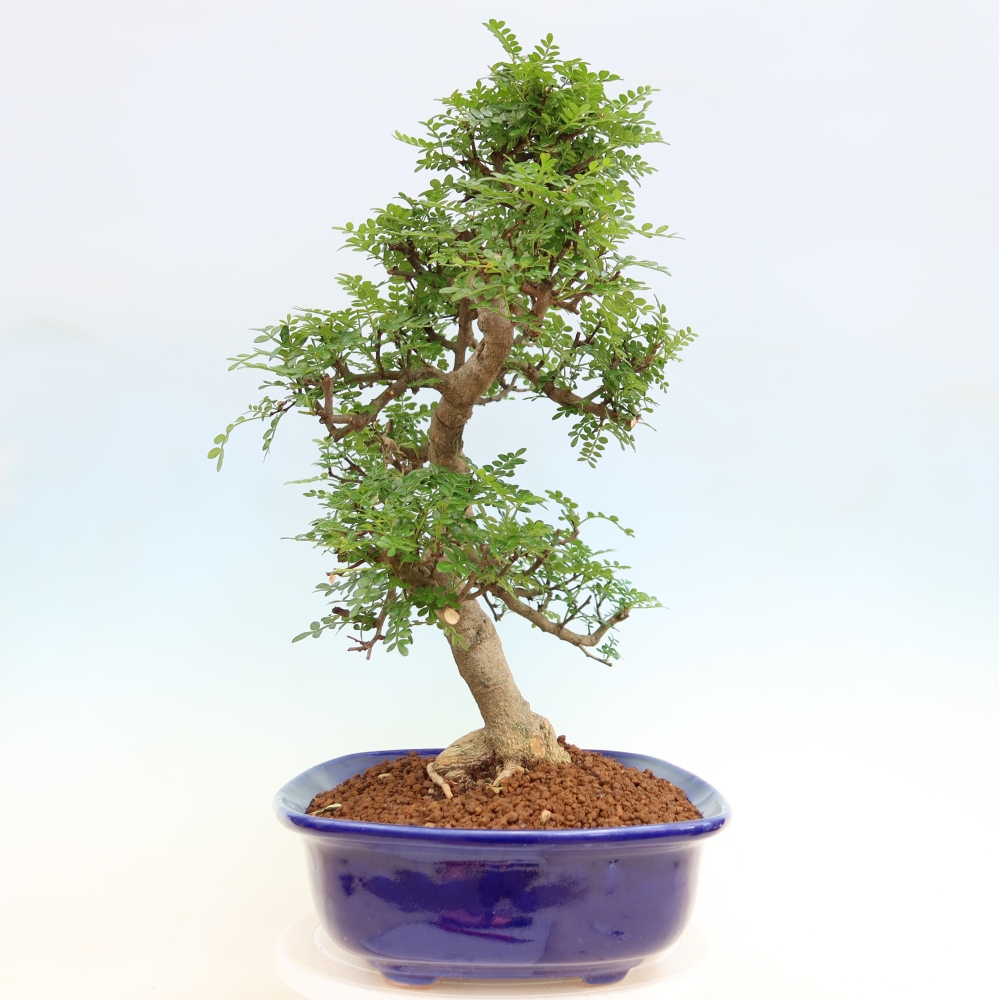 Camera bonsai - Zantoxylum piperitum - albero del pepe