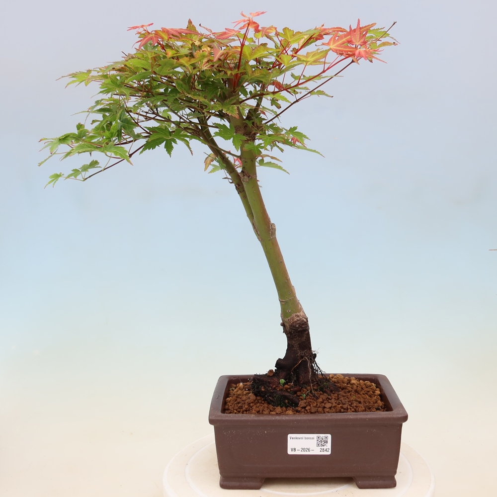 Acero norvegese - Acer palmatum Beni Tsukasa