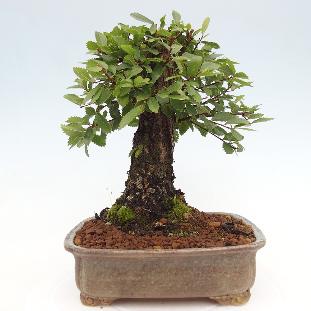 Bonsai da esterno - Zelkova - Zelkova NIRE