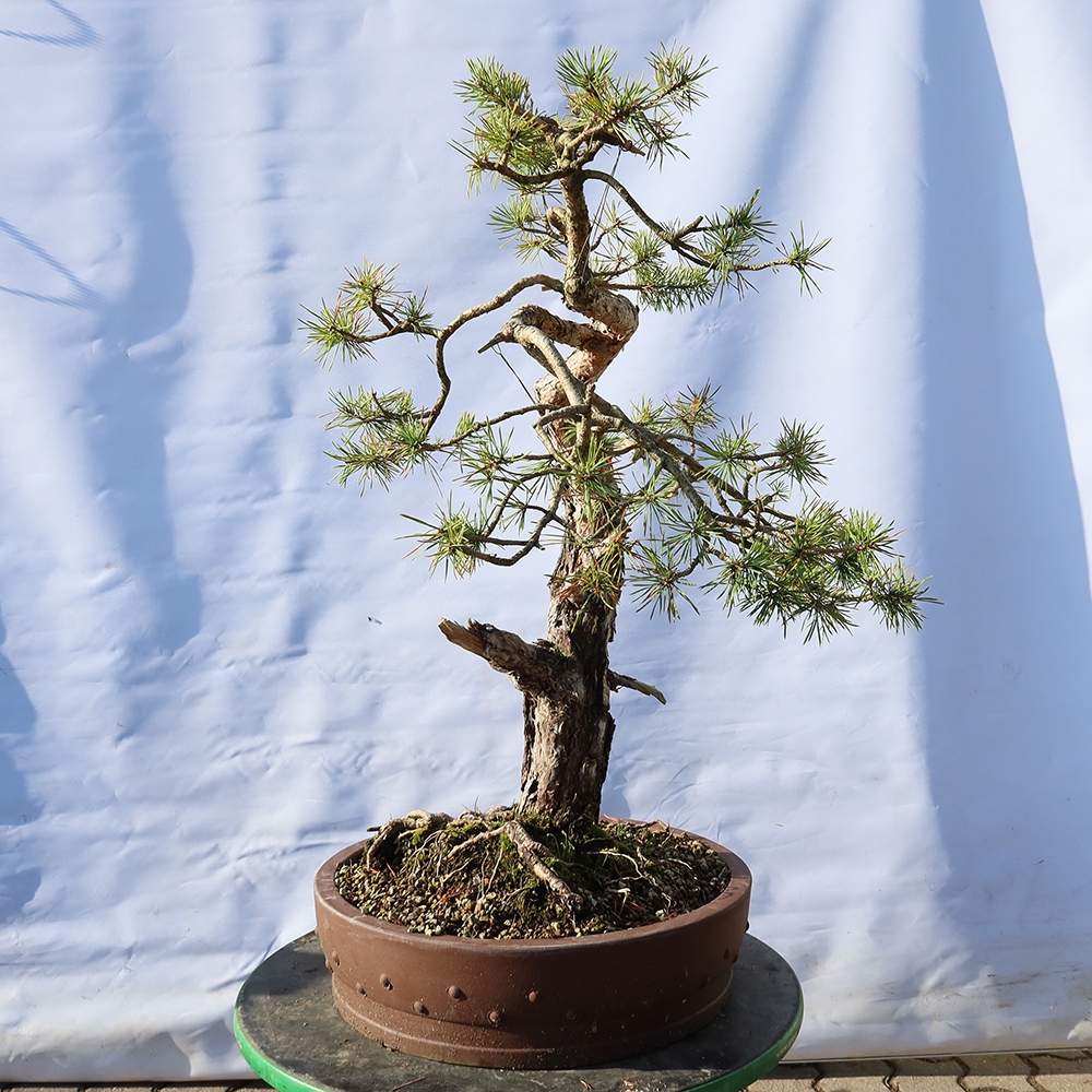 Pinus sylvestris Spagna - pino silvestre