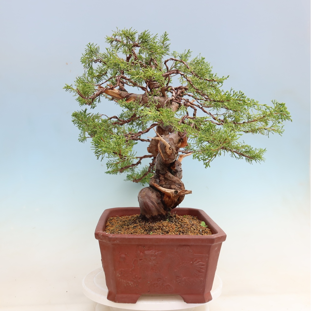 Bonsai da esterno - Juniperus chinensis Itoigawa-Juniperus chinensis