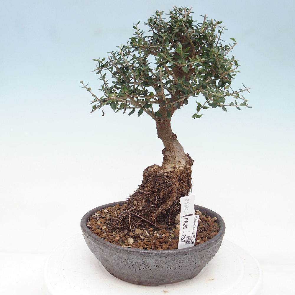 Bonsai da interno - Olea europaea sylvestris