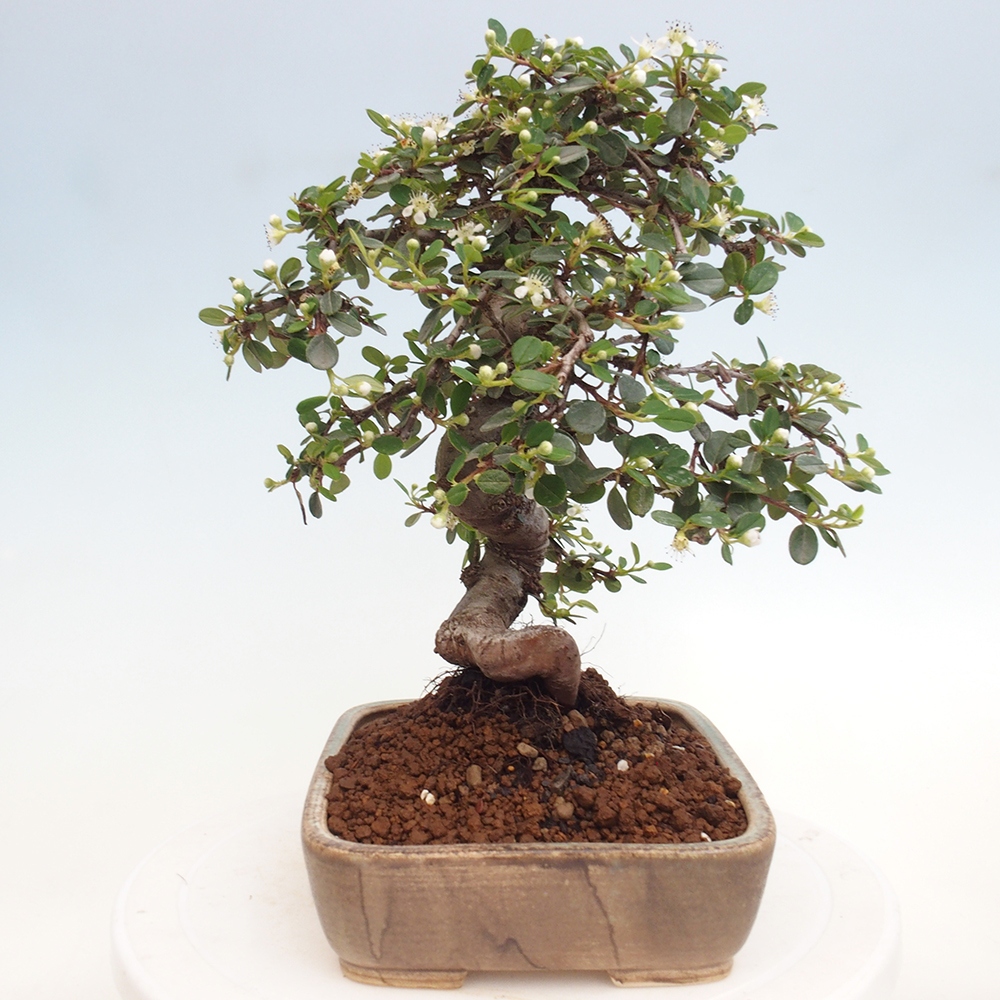 Bonsai da esterno - Cotoneaster dammeri - Roccia di Damer