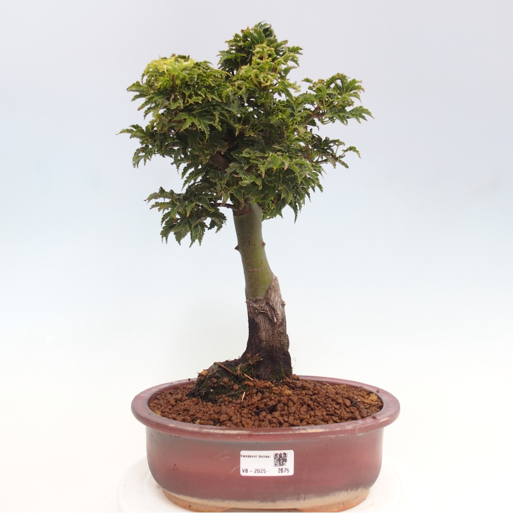Bonsai da esterno -Palma di Giava Acer palmatum Shishigashira