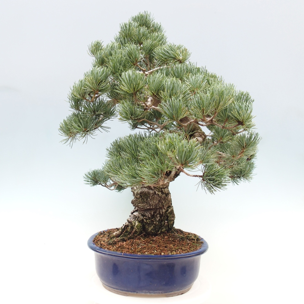 Bonsai da esterno - Pinus parviflora - Pinus parviflora