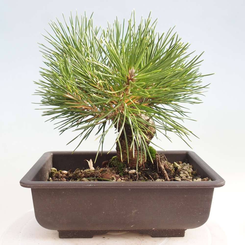 Bonsai da esterno - Pinus thunbergii - Pino di Thunberg