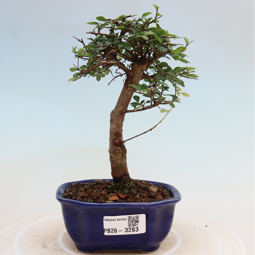 Camera bonsai - Ulmus parvifolia - Olmo a foglie piccole