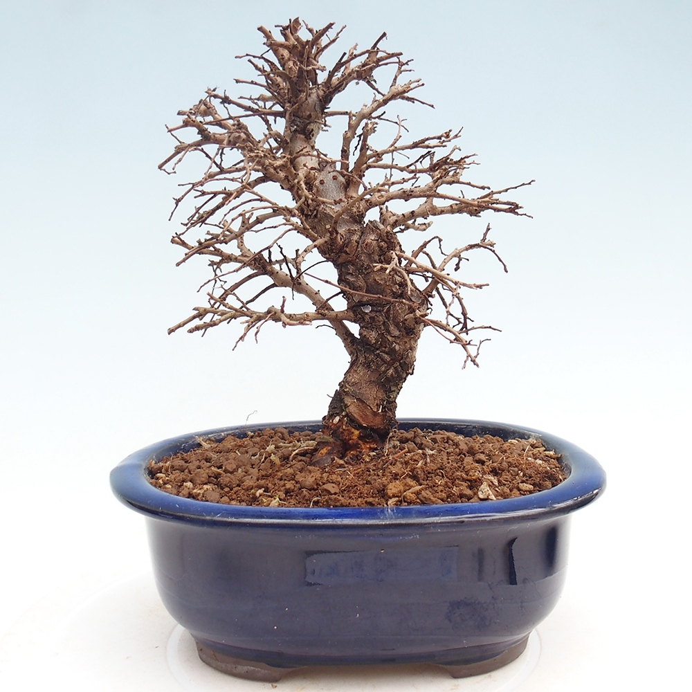 Bonsai da esterno - Zelkova - Zelkova NIRE