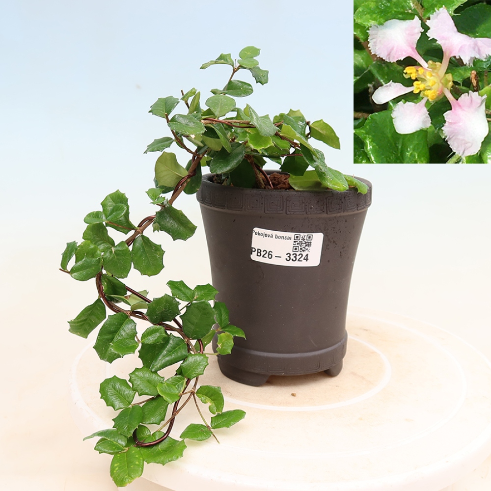 Bonsai da interno - Malpighia delle Barbados - Malpighia coccigera