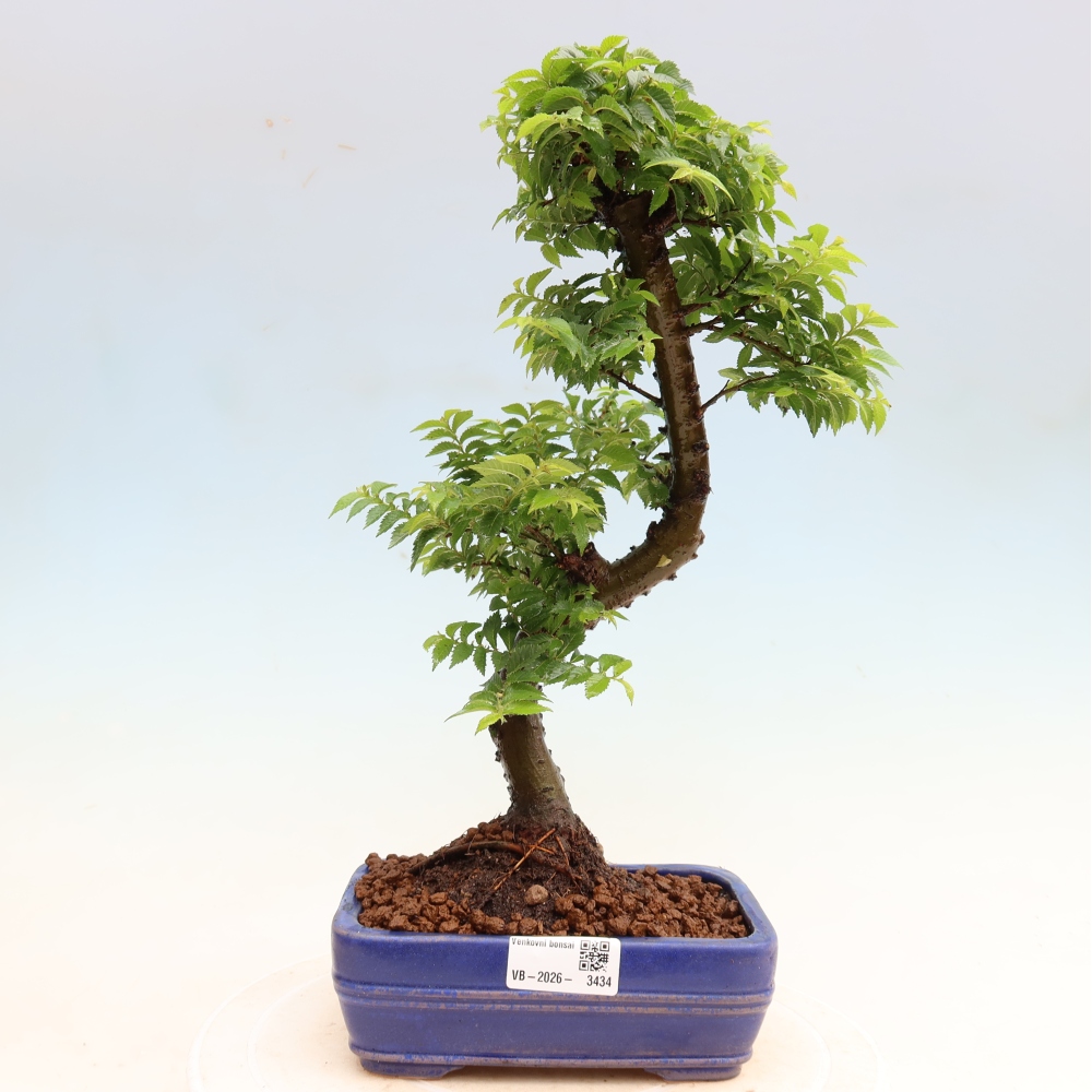 Bonsai da esterno - Ulmus Jacqueline Hillier - Olmo magnifico