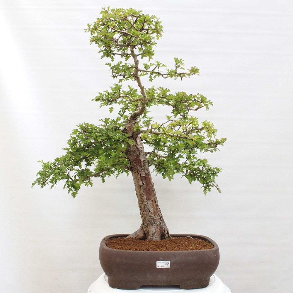 Bonsai da esterno - Biancospino - Crataegus monogyna