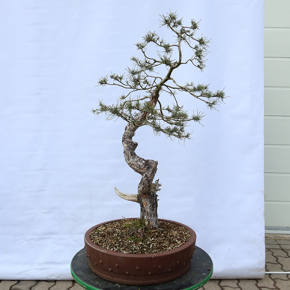 Pinus sylvestris Spagna - pino silvestre