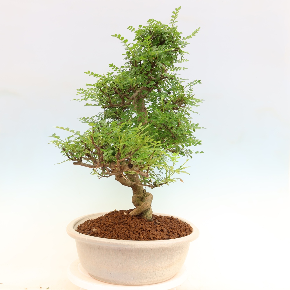 Camera bonsai - Zantoxylum piperitum - albero del pepe