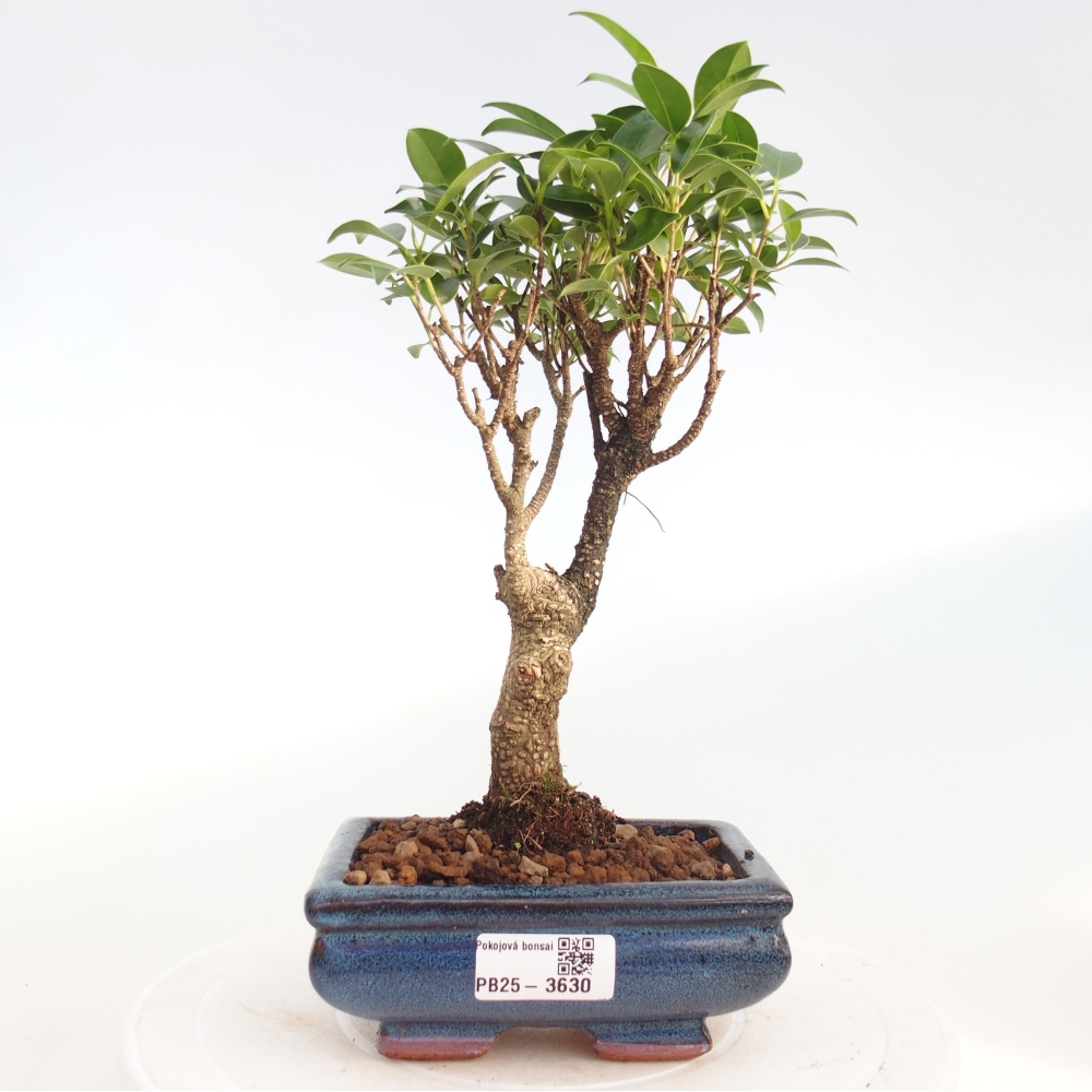 Camera bonsai - Ficus retusa - ficus a foglie piccole