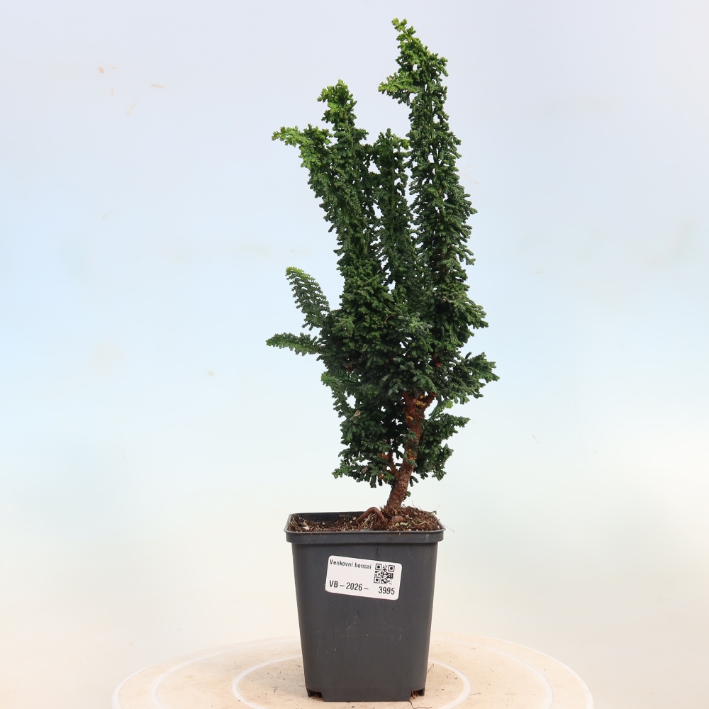 Bonsai da esterno - Cham. obtusa SEKKA HINOKI - Cipresso
