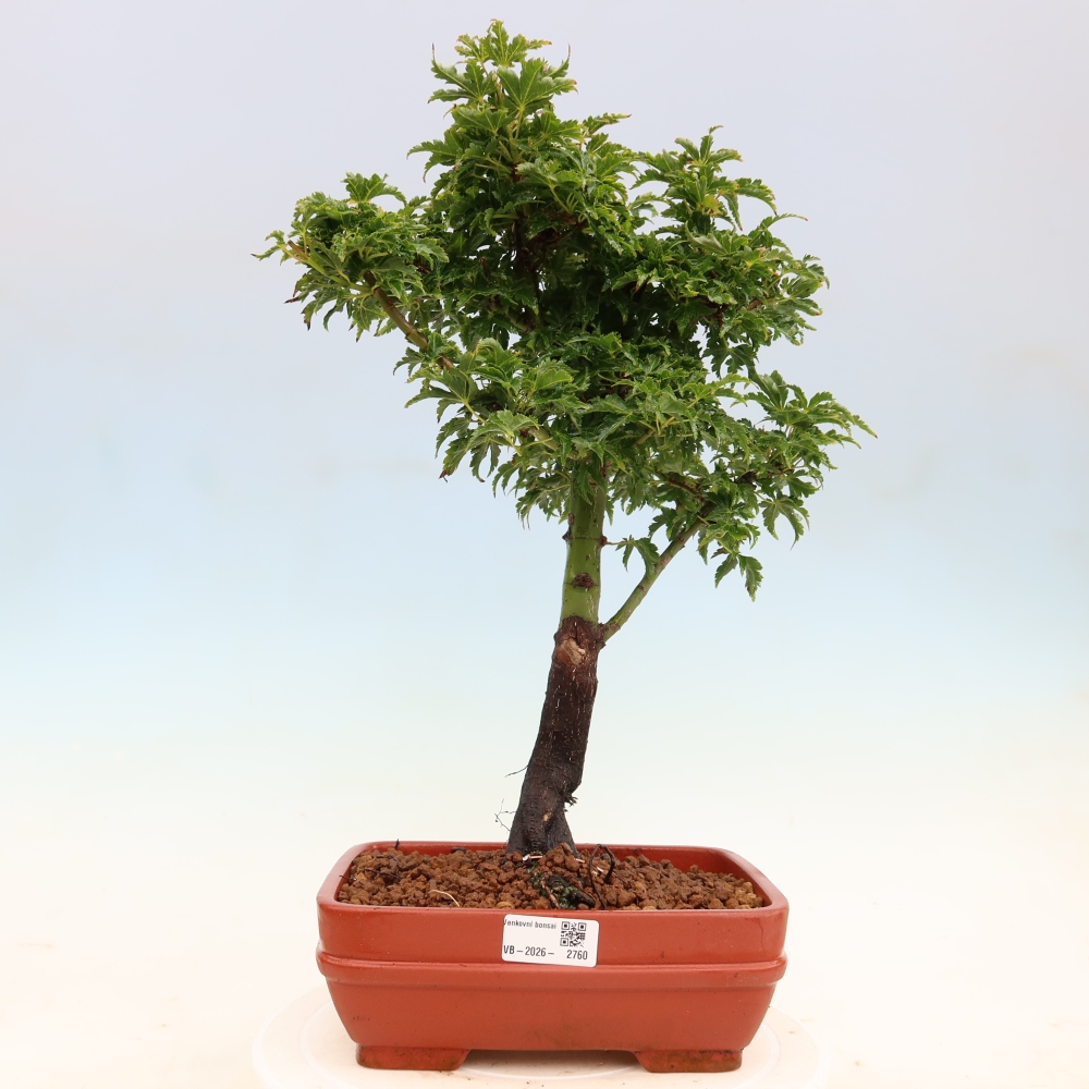 Bonsai da esterno -Palma di Giava Acer palmatum Shishigashira