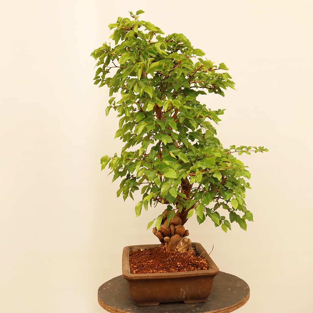 Bonsai da esterno -Carpinus Coreana - Carpino coreano