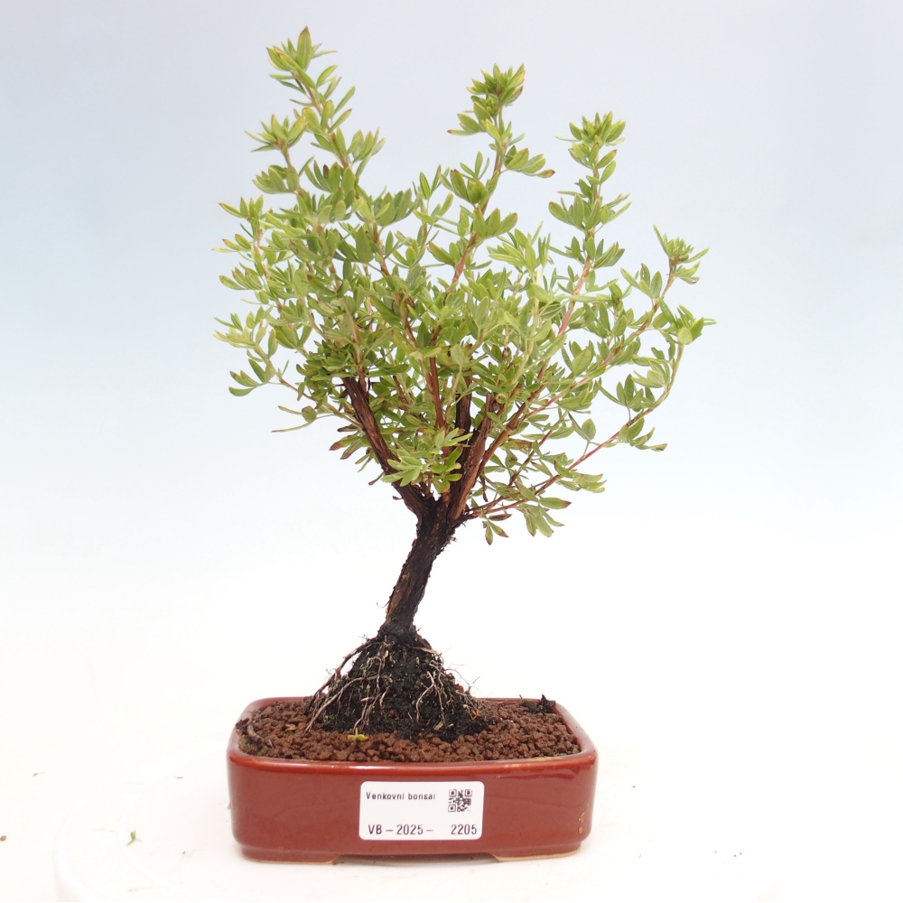 Bonsai da esterno - Potentila fruticosa yellow Bird