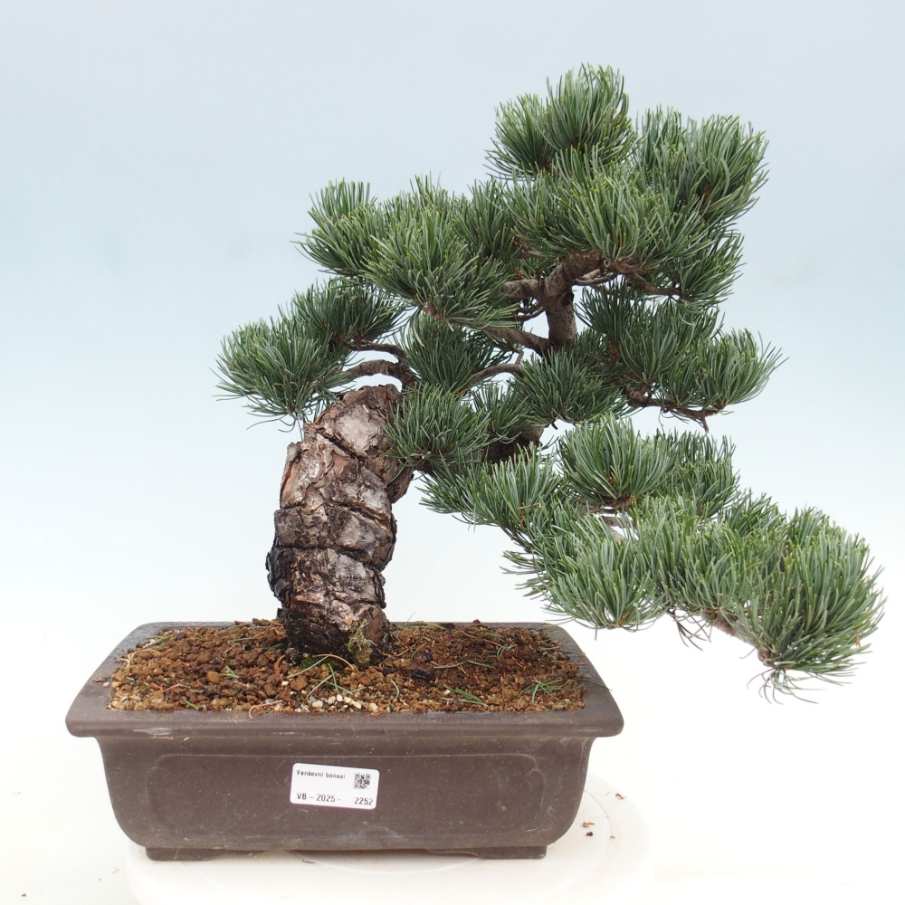 Bonsai da esterno - Pinus parviflora - Pinus parviflora