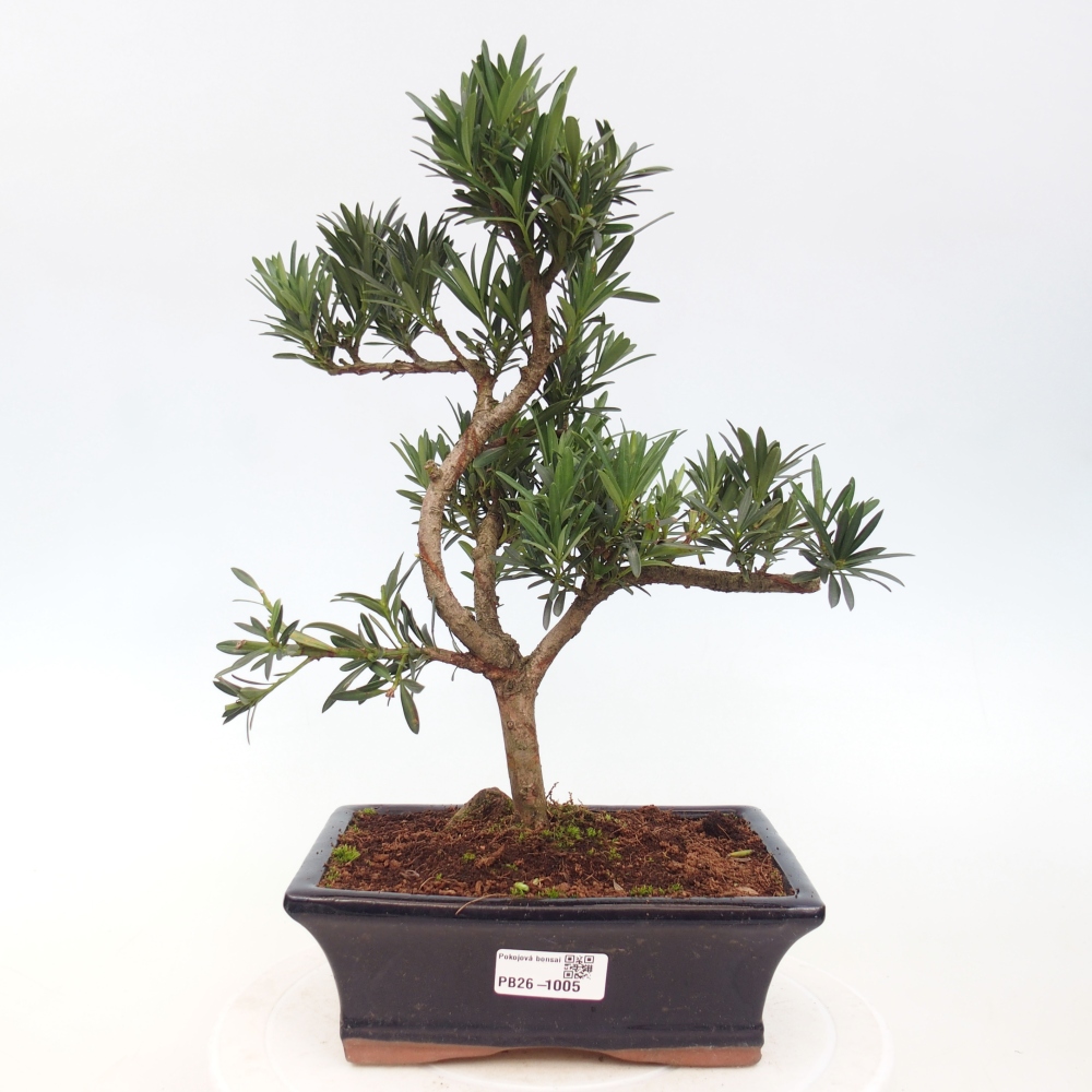 Camera bonsai - Podocarpus - Tasso delle pietre