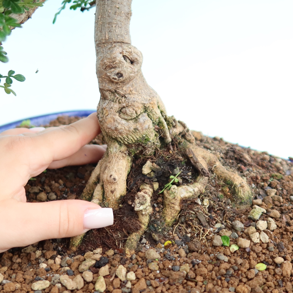 Camera bonsai - Zantoxylum piperitum - albero del pepe