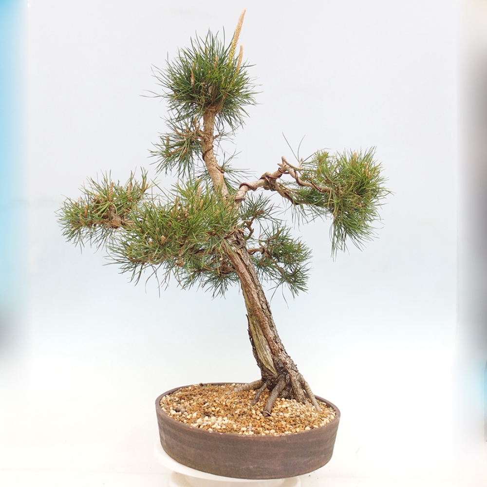 Bonsai da esterno - Pinus thunbergii - Pino di Thunberg