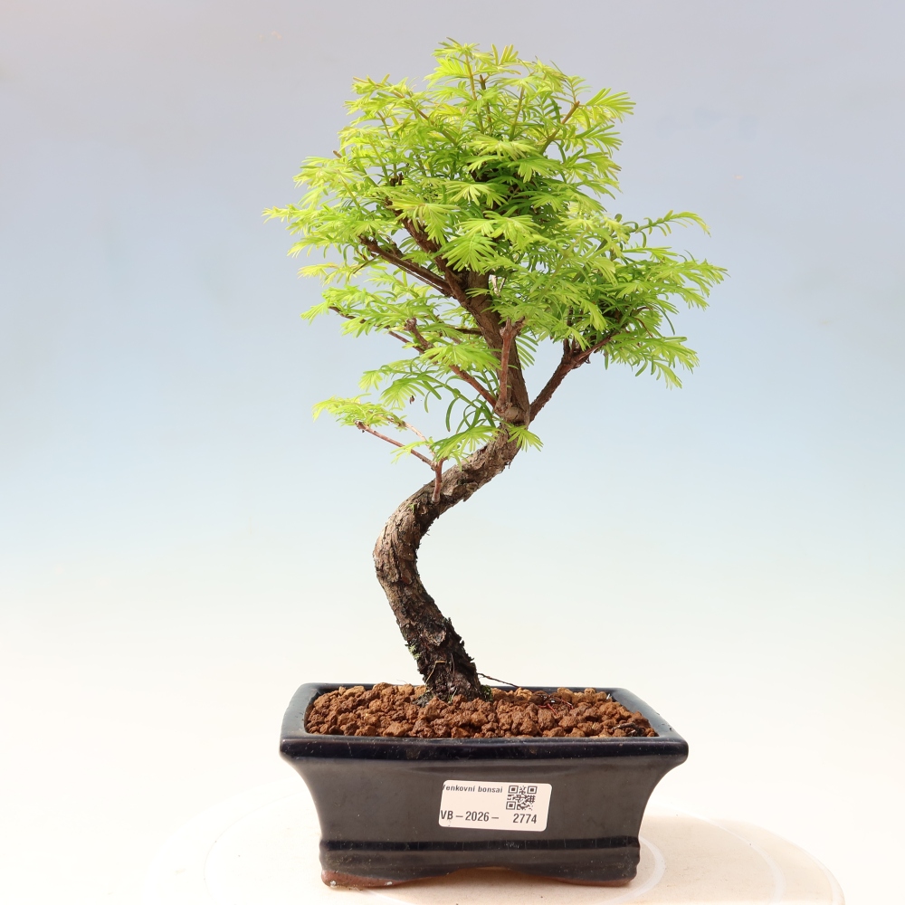 Bonsai da esterno - Metasequoia glyptostroboides - Metasequoia cinese