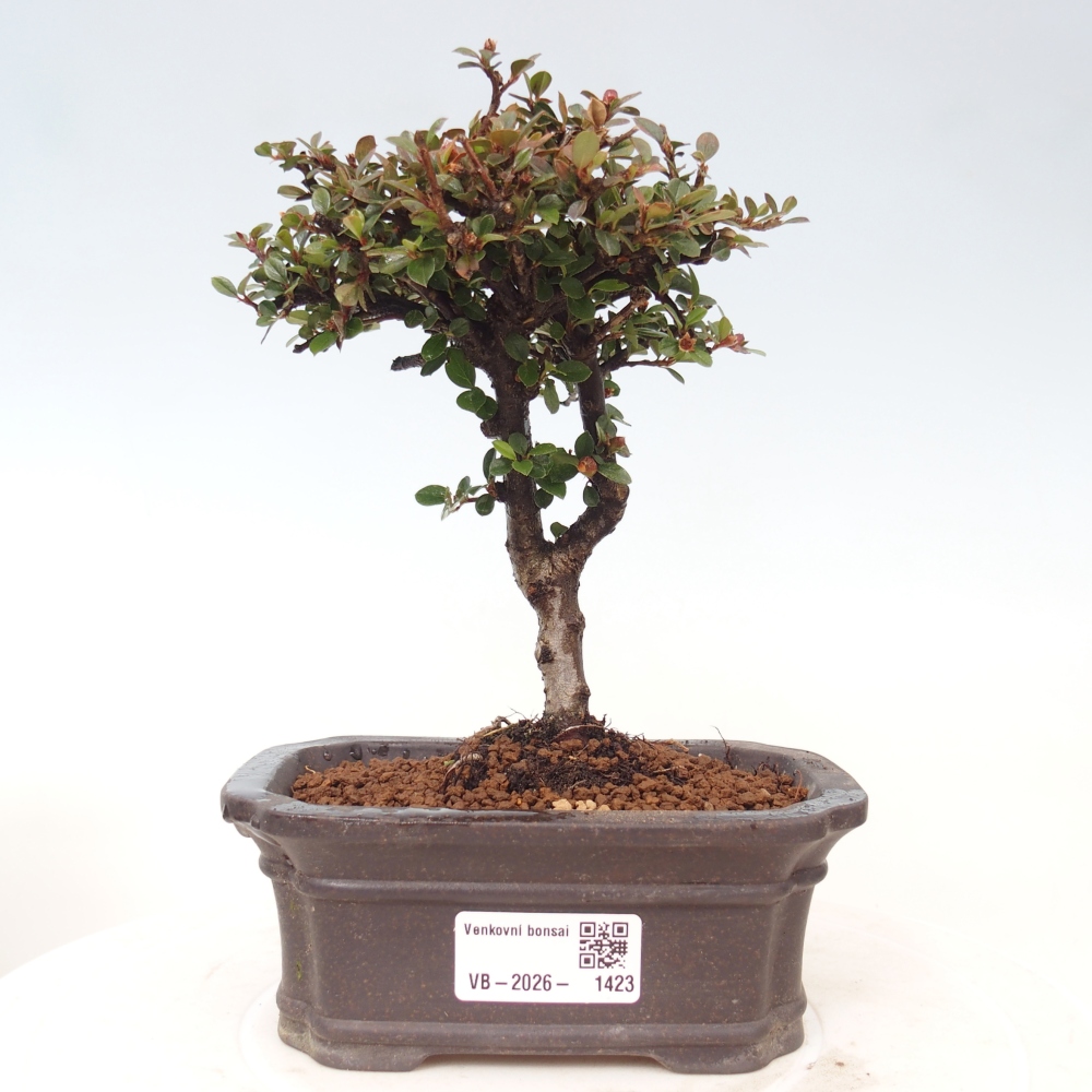 Bonsai da esterno - Cotoneaster horizontalis - Montagna rocciosa