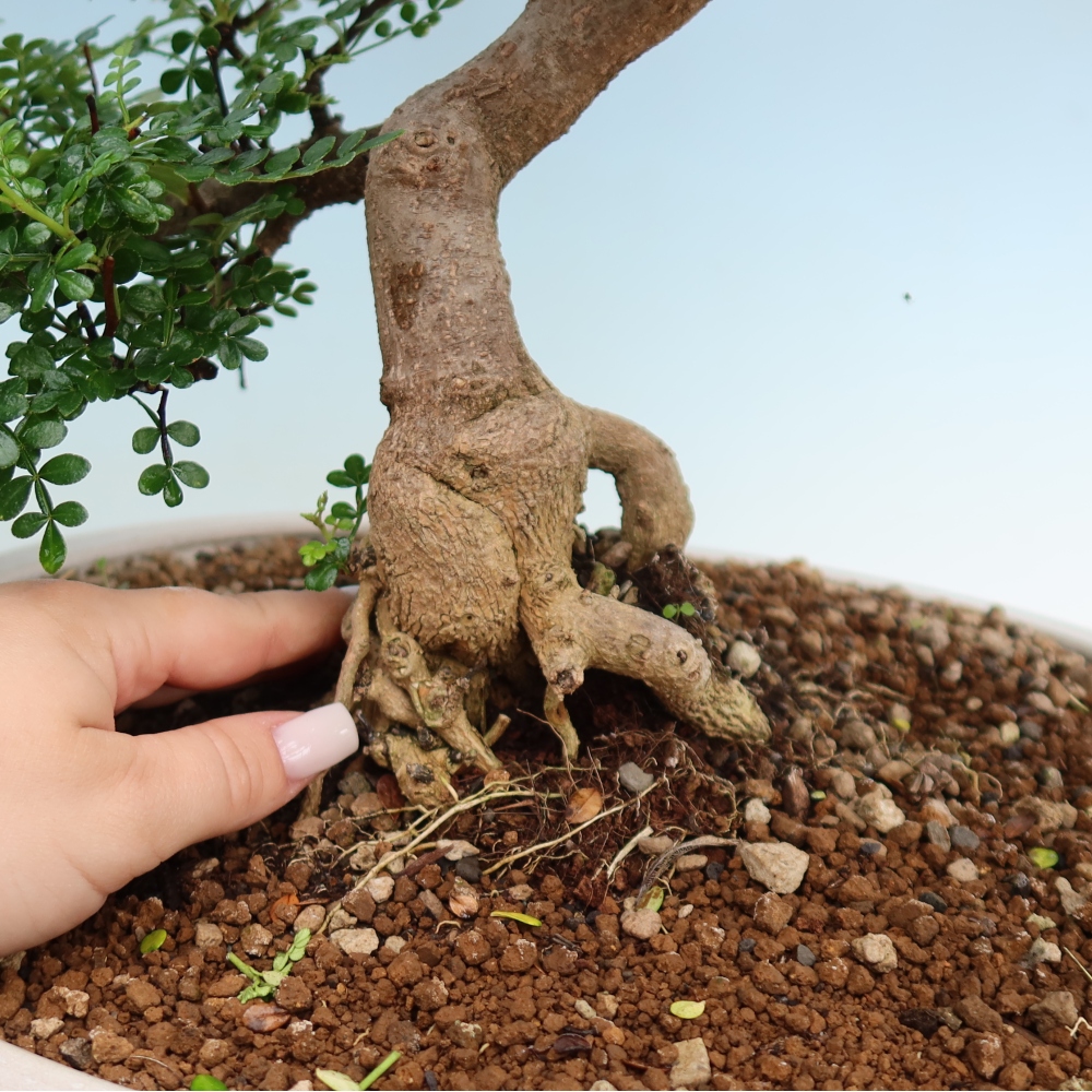 Camera bonsai - Zantoxylum piperitum - albero del pepe
