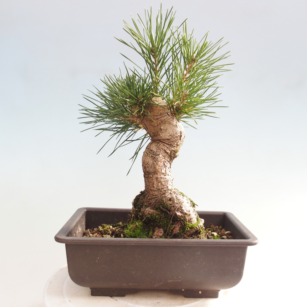 Bonsai da esterno - Pinus thunbergii - Pino di Thunberg