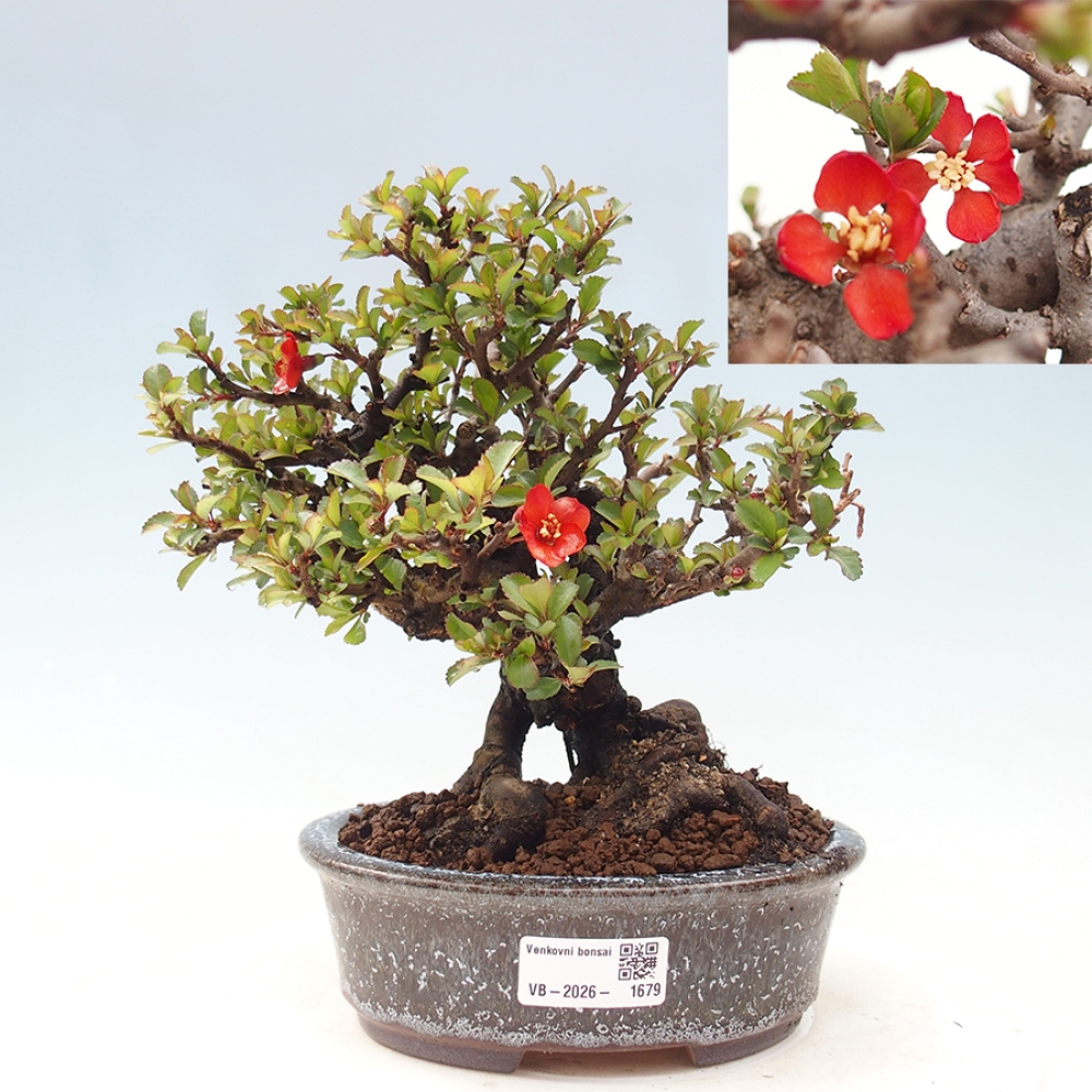 Bonsai da esterno - Chaneomeles speciosa - Cotogno