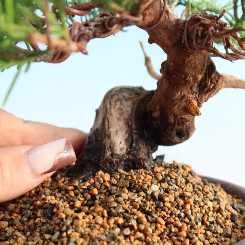 Bonsai da esterno - Juniperus chinensis Itoigawa