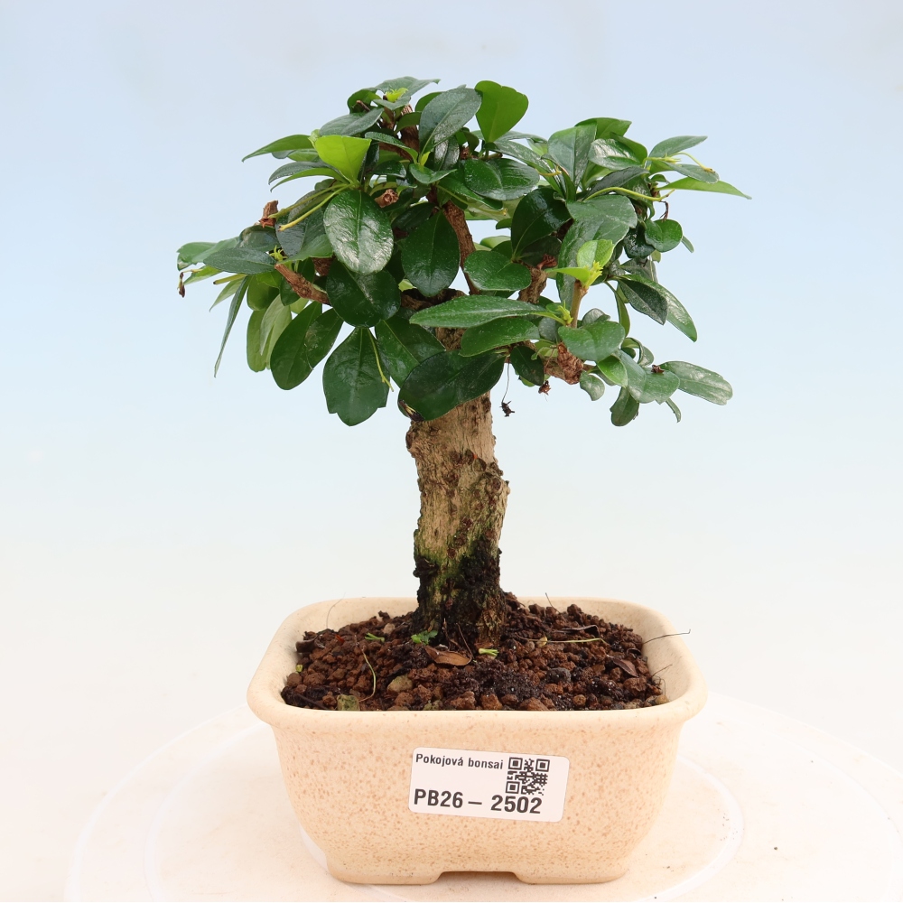 Camera bonsai - Carmona macrophylla - Tea fuki