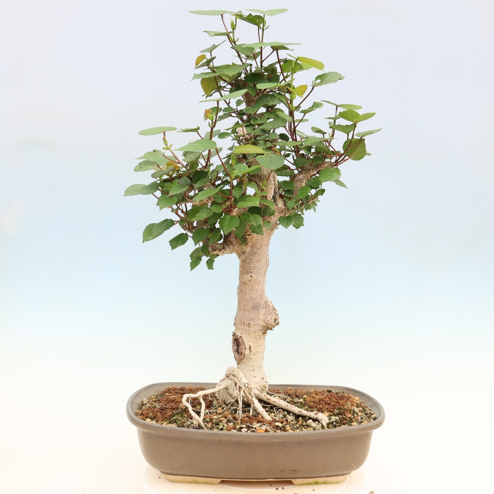 Bonsai da interno - Hibiscus tiliaceus - Ibisco marino