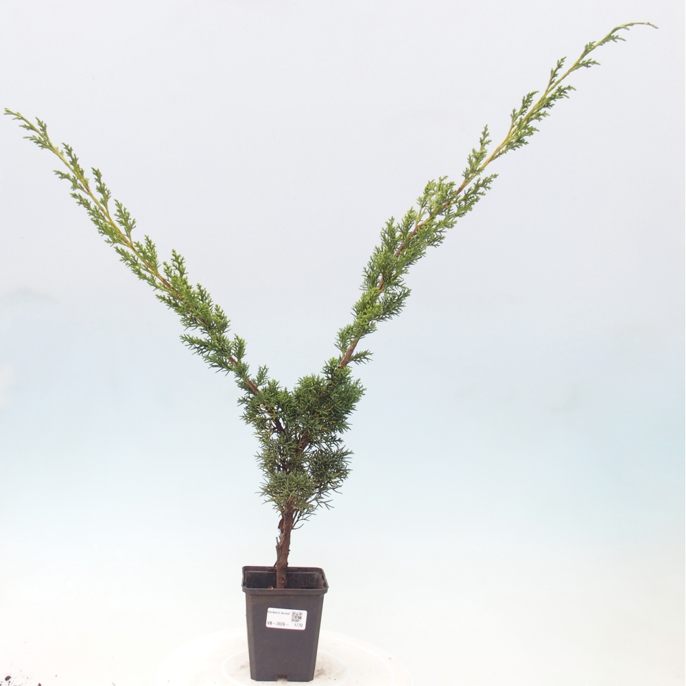 Bonsai da esterno - Juniperus chinensis Kishu