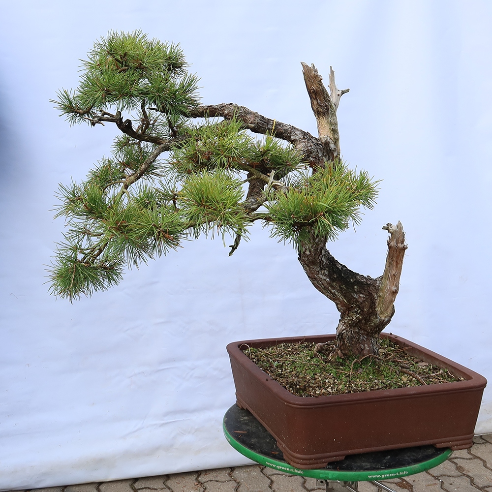 Pinus sylvestris Spagna - pino silvestre