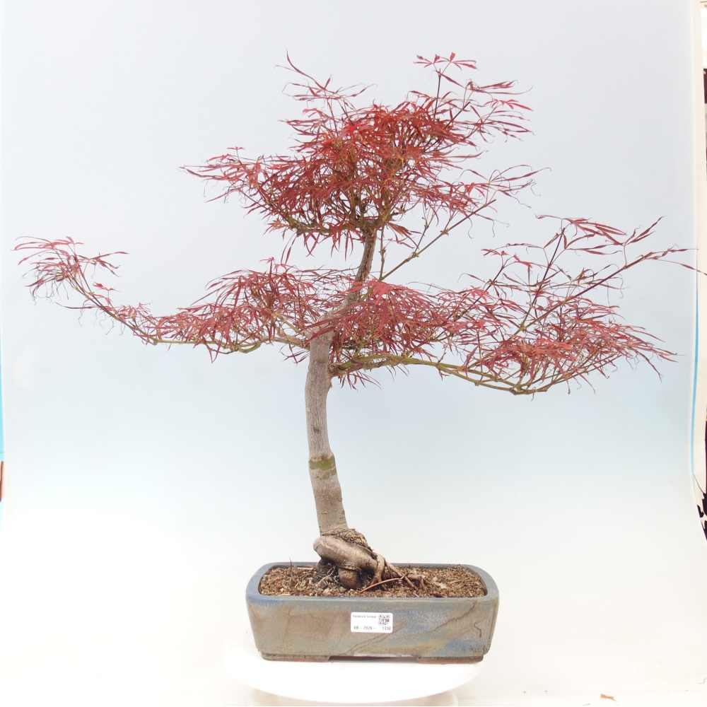 Bonsai da esterno - Acer palmatum RED PYGMY
