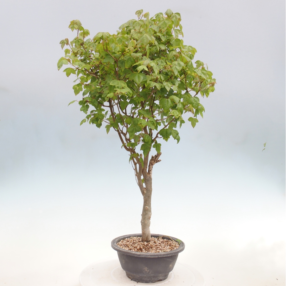 Bonsai da esterno - Acer Buergerianum - Acero di Burger