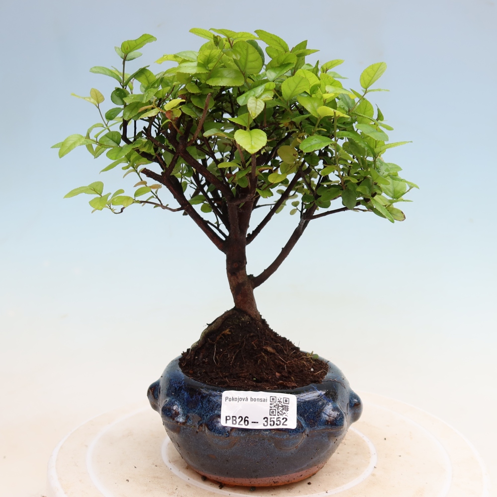 Camera bonsai - Sageretia thea - Sageretia thea
