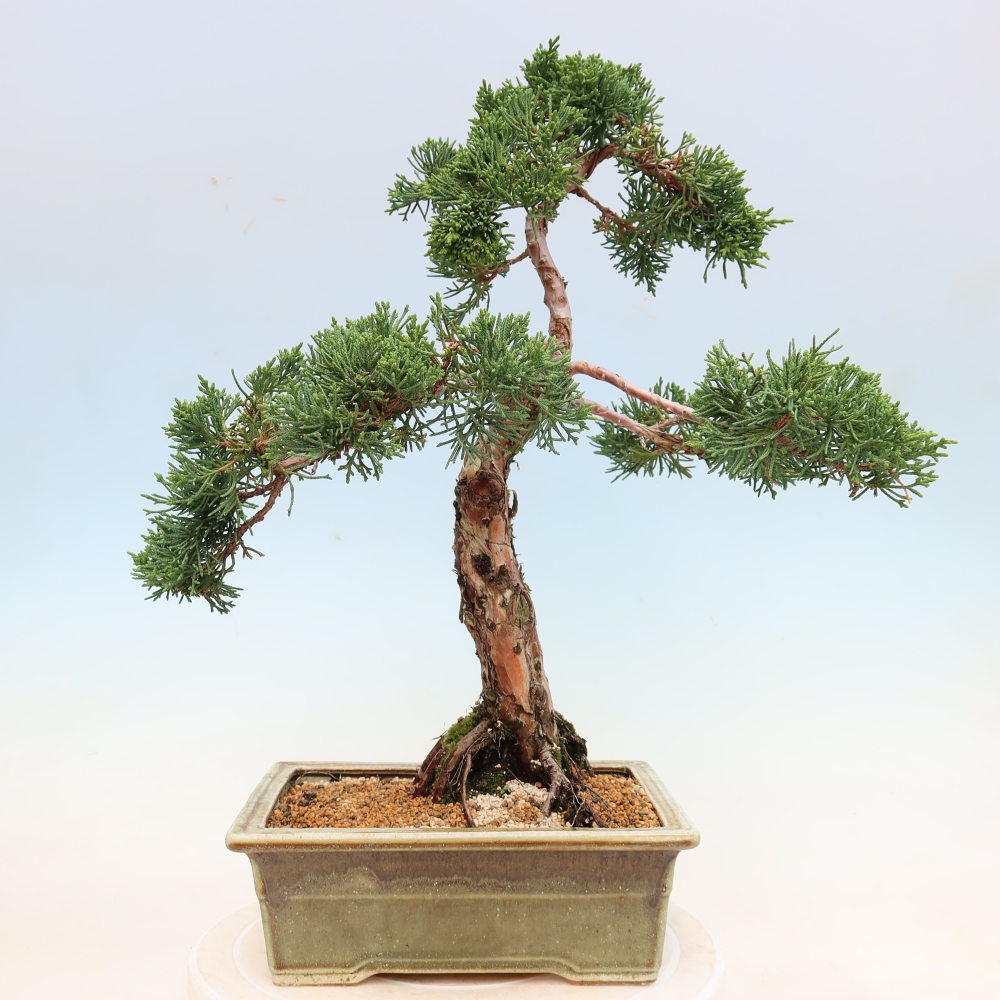 Bonsai da esterno - Juniperus chinensis Kishu