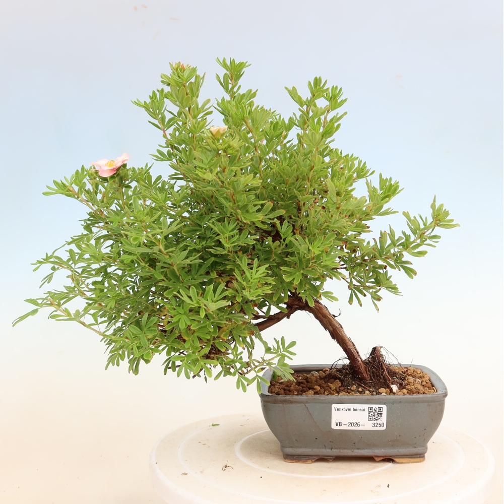 Bonsai da esterno - Potentilla arbustiva - Potentilla fruticosa Bellissima