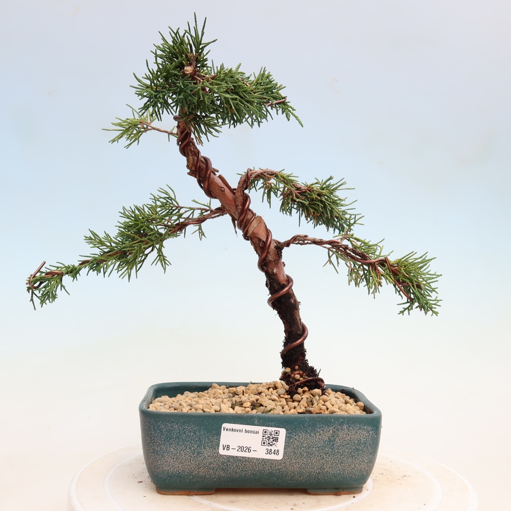 Bonsai da esterno - Juniperus chinensis Kishu