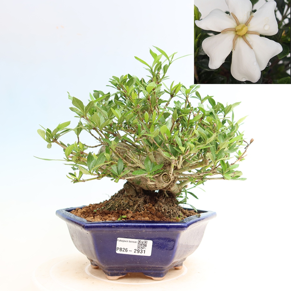 Camera bonsai - Gardenia jasminoides-Gardenia