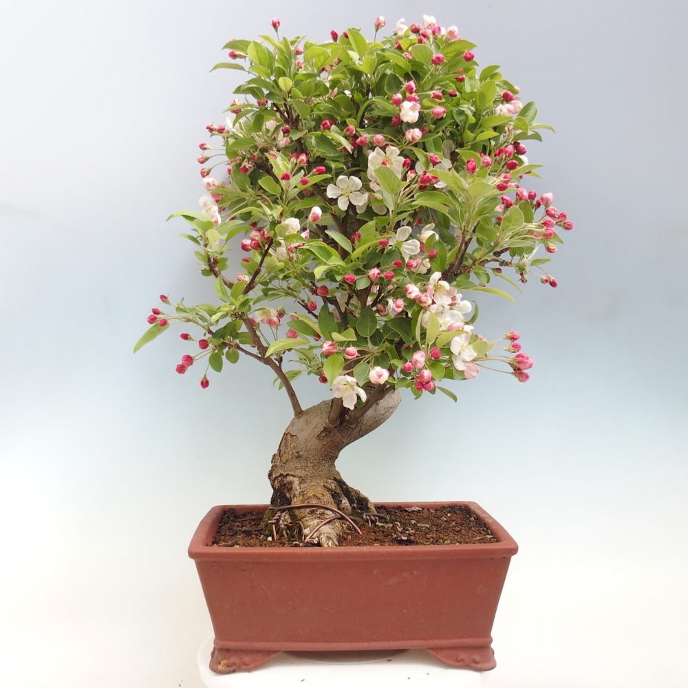 Bonsai da esterno -Malus halliana - Melo a frutto piccolo