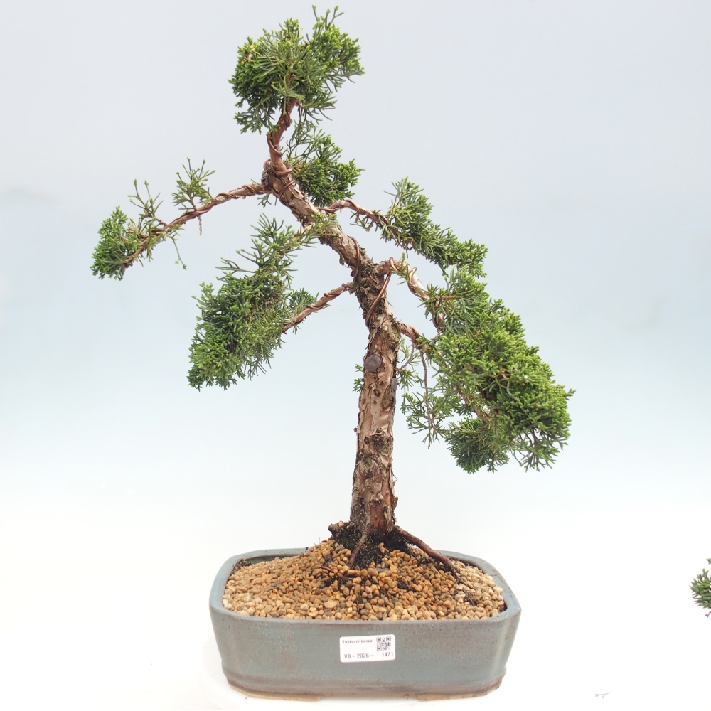 Bonsai da esterno - Juniperus chinensis Kishu