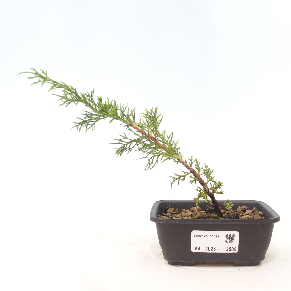 Bonsai da esterno - Juniperus chinensis Itoigawa
