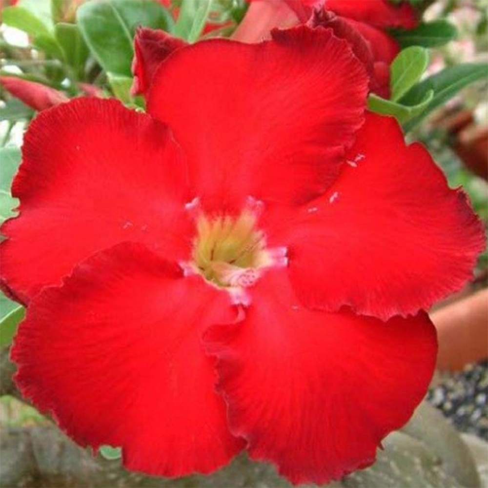 Bonsai da interno - Adenium obesum Red Star - Rosa del deserto