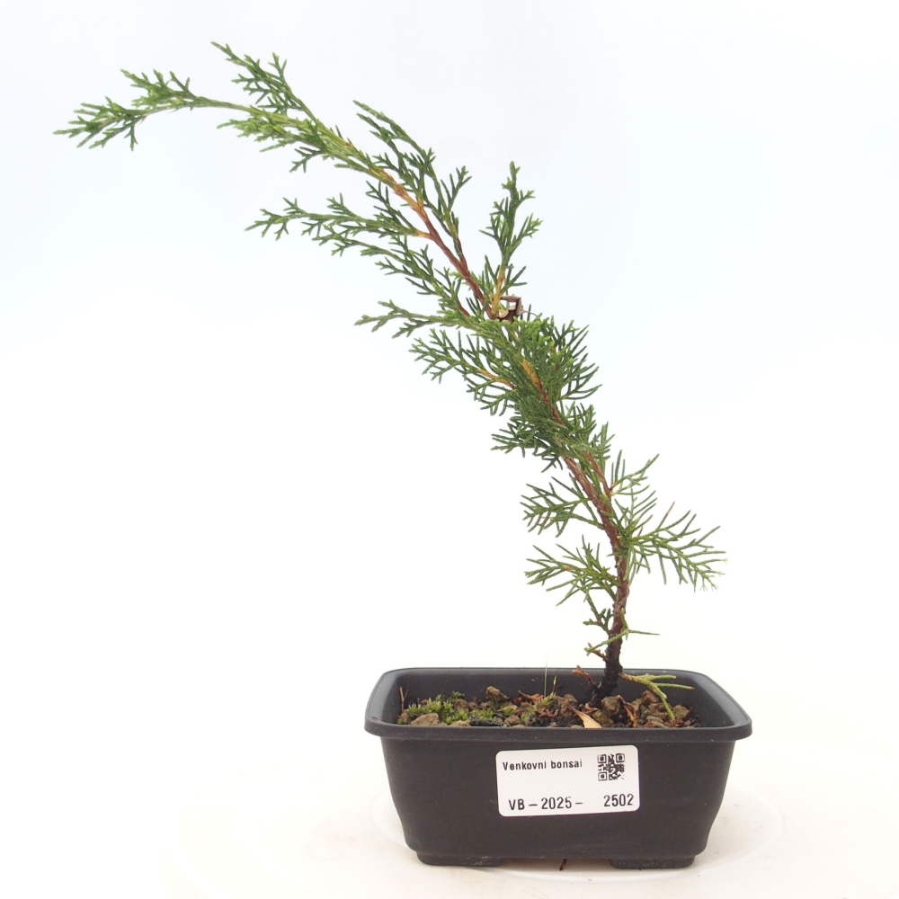 Bonsai da esterno - Juniperus chinensis Itoigawa